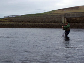 Seatrout from Finstown Brig photgraph by Jim Adams